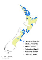 Cheilanthes distans distribution map based on databased records at AK, CHR & WELT.
 Image: K.Boardman © Landcare Research 2020 CC BY 4.0